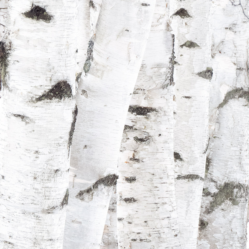 Birch tree stems by Jon Olsen photography of Vermont