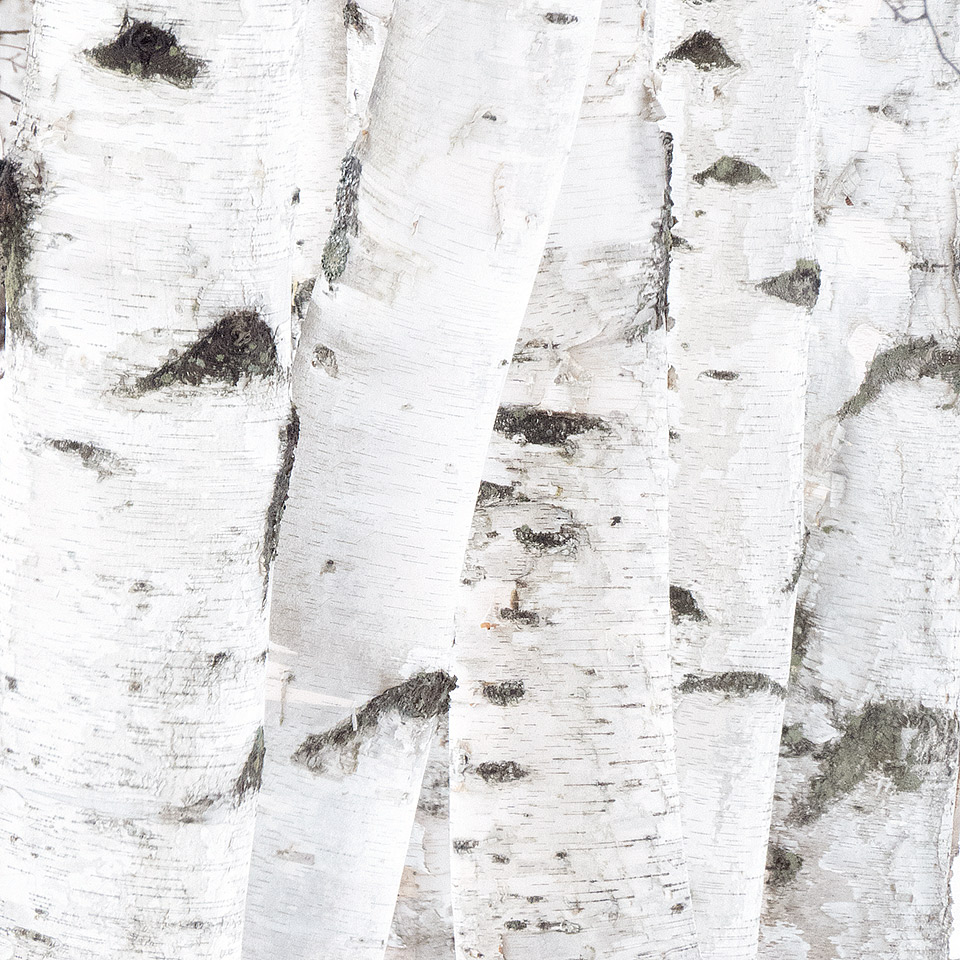 Birch tree stems by Jon Olsen photography of Vermont