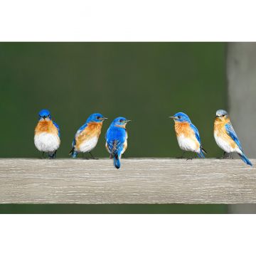 Five Bluebirds on a Fence