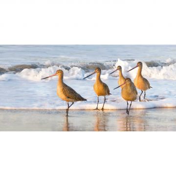 Five Marbled Godwit Sandpipers