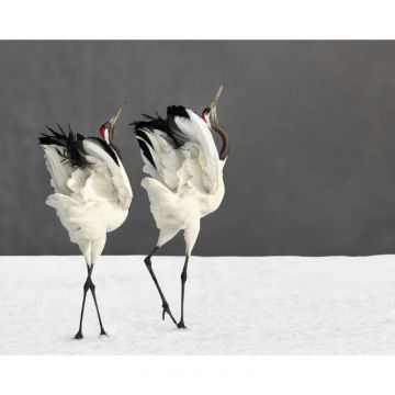 Two Red Crown Cranes