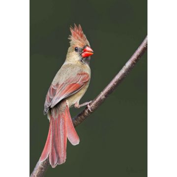 Female Cardinal