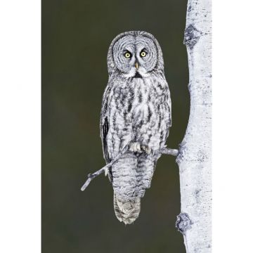 Great Gray Owl