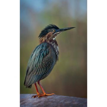 Green Heron