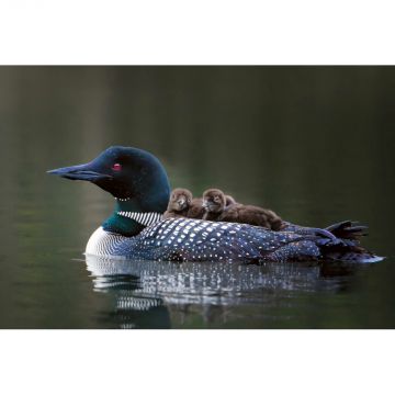 Loon with Chicks