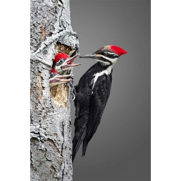 Pileated Woodpecker Family
