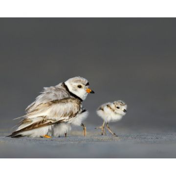 Piping Plover with Three Chicks