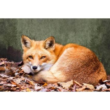 Red Fox