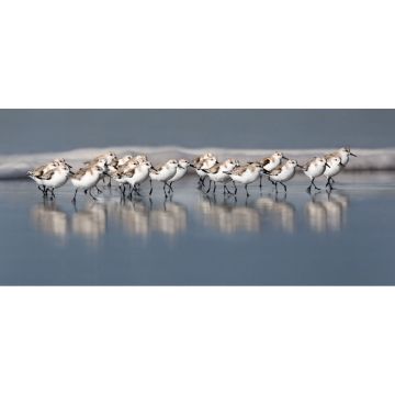 Sanderlings