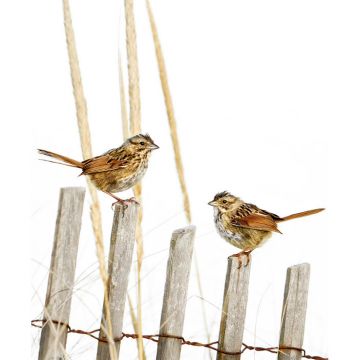 Sparrows on Drift Fence
