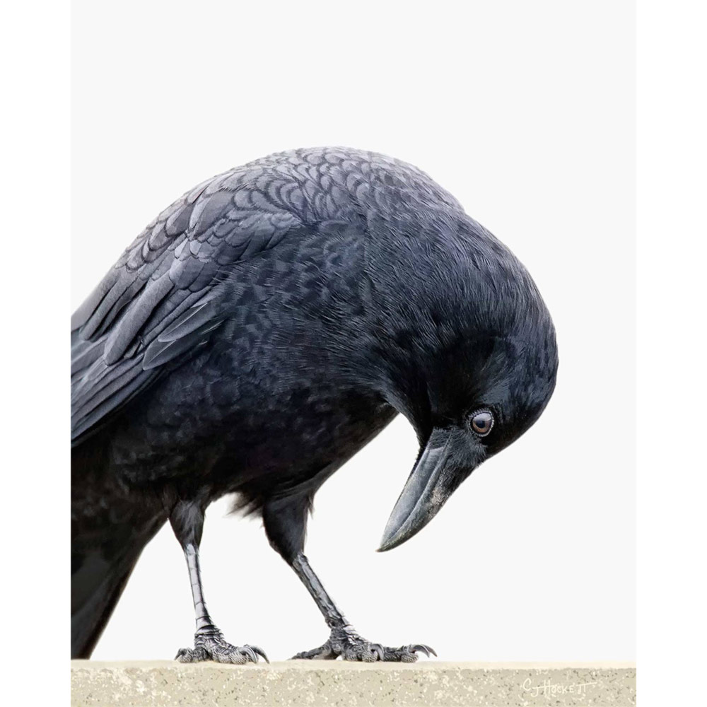 Crow Color | science.com.tr