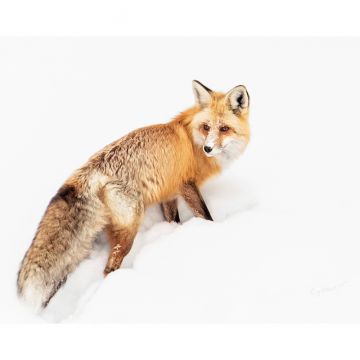 Red Fox in Snow