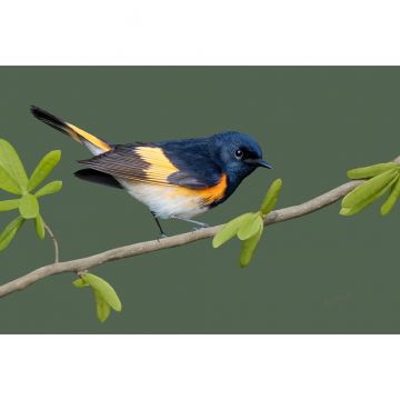 American Redstart