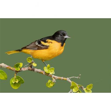 Baltimore Oriole
