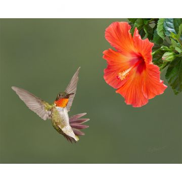 Ruby Throated Hummingbird