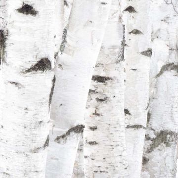 Birch Stems