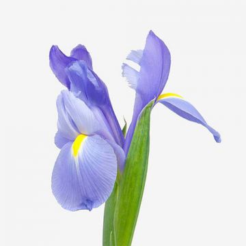 Blue Flag