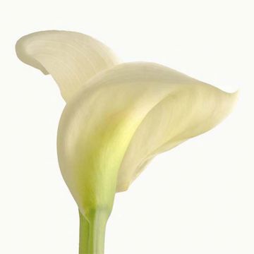 Calla