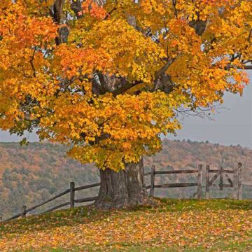Fence Row Maple