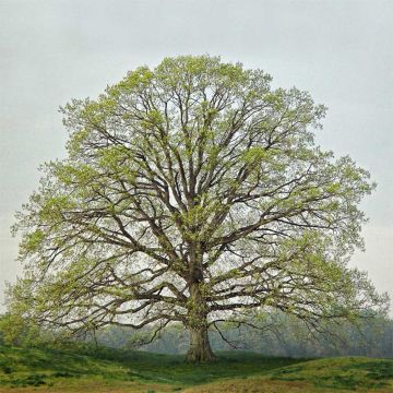 Spring Oak