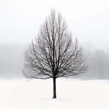 Tree in Fog