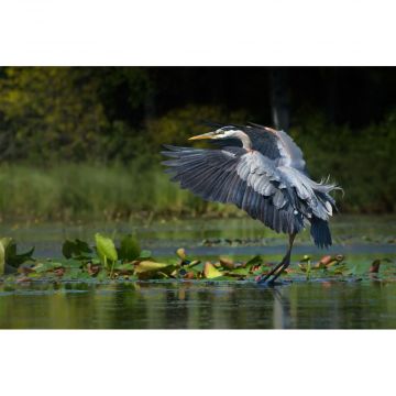 Great Blue Heron Landing in Lilypads