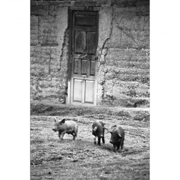 In Pursuit of Trouble