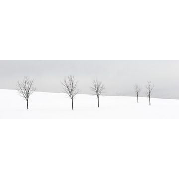 Five Trees