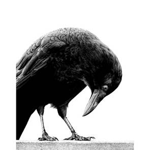 CJ Hockett - Photography
