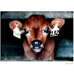 Marcie Scudder - Photography